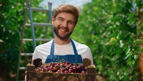 granjero que muestra la cosecha de cerezas sosteniendo una caja de frutas orgánicas en el invernadero del huerto.