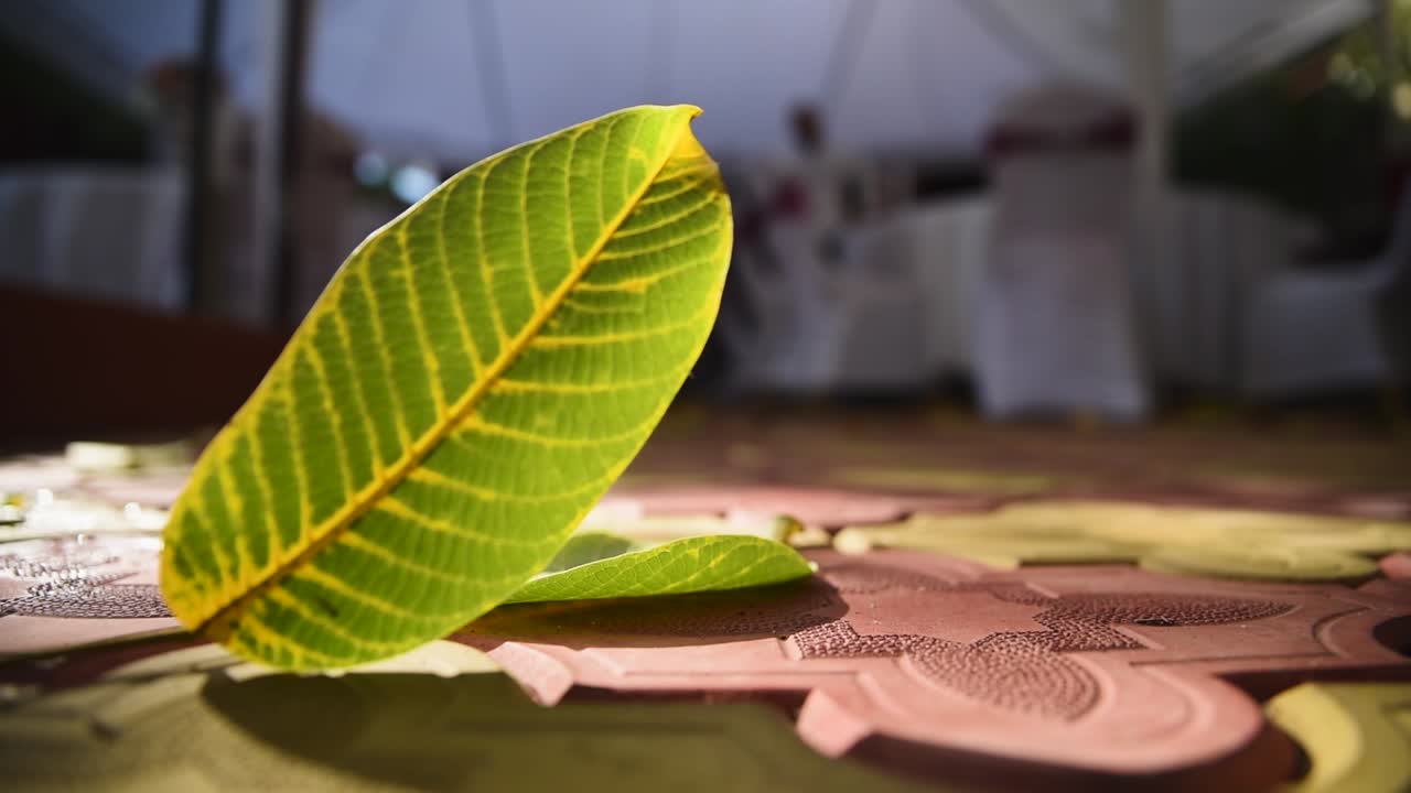 video de cerca de hojas caídas