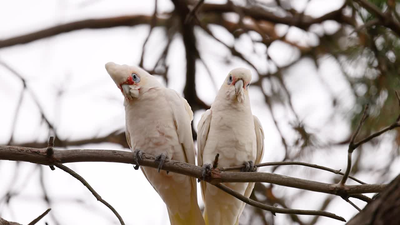 Two long-billed corellas perched on a branch in Geelong, Australia. Natural lighting highlights their interaction against a backdrop of branches