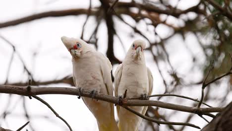 two long-billed corellas perched on a branch in geelong, australia. natural lighting highlights their interaction against a backdrop of branches