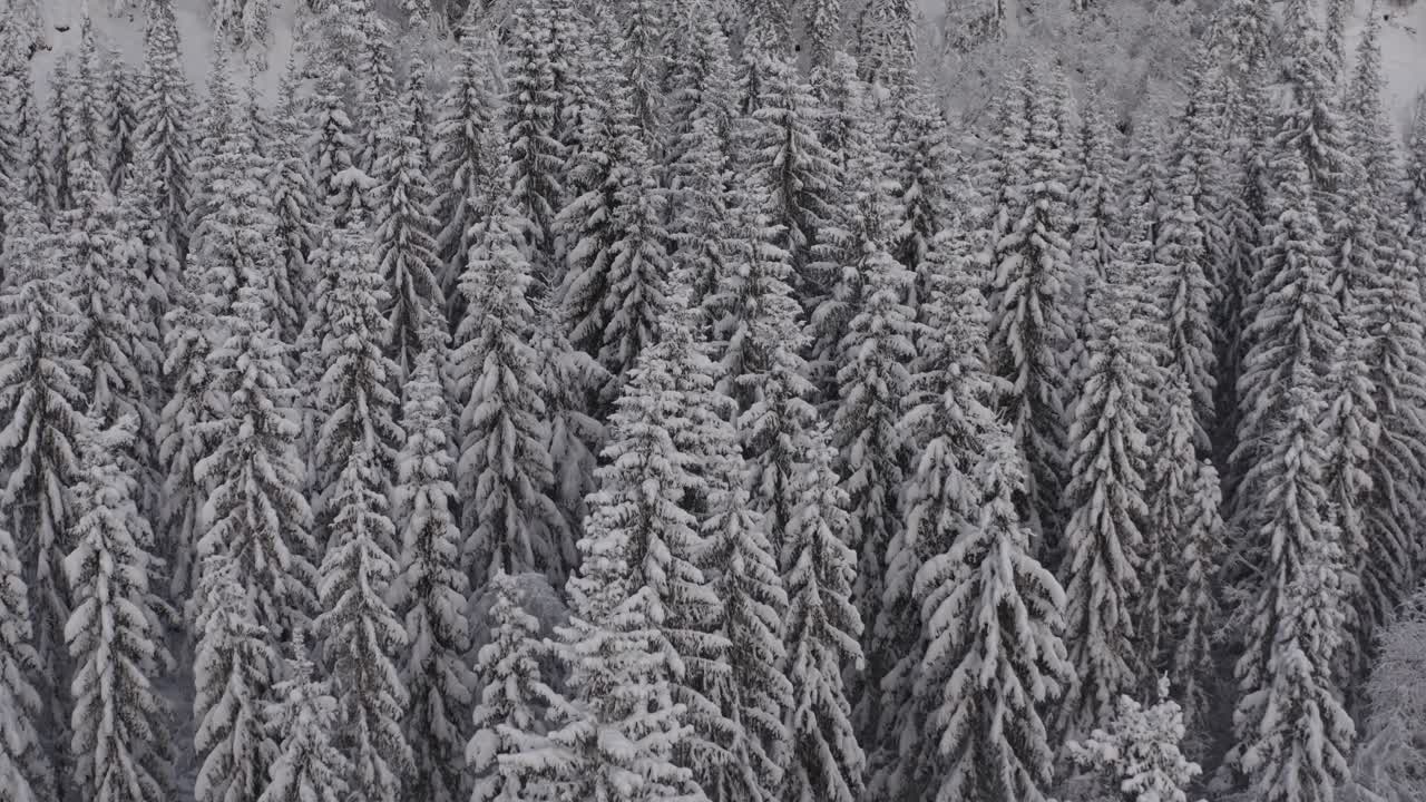 Luftfoto af sneklædt nåleskov - Vinterlandskab i Indre Fosen, Norge - droneoptagelse.