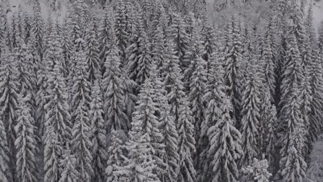 Luftaufnahme-Eines-Mit-Schnee-Bedeckten-Nadelwaldes---Winterlandschaft-In-Indre-Fosen,-Norwegen---Drohnenaufnahme