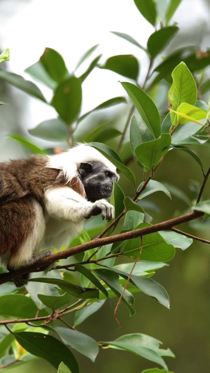 Un tamarino edipo siede su un ramo e cerca tra le foglie verdi con luce soffusa.