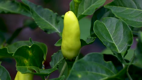 static video of an unripe tabasco pepper