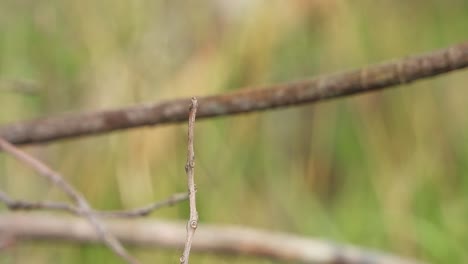 beautiful dragonfly in tree