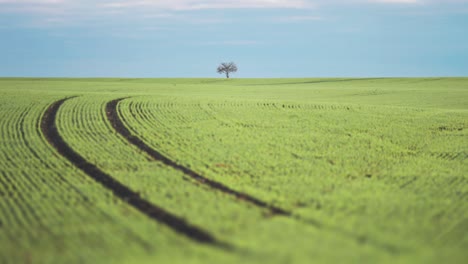 Frische-Grüne-Sprossen-Auf-Der-Schwarzen-Erde