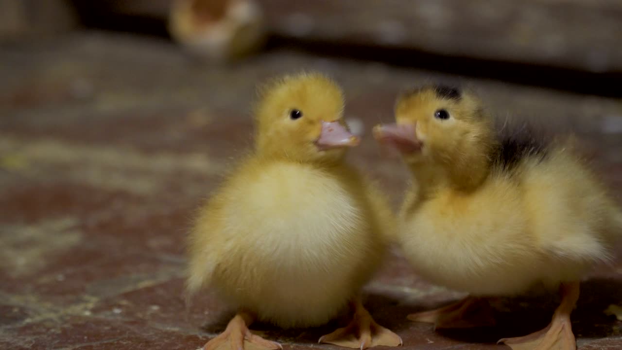 dos patitos muy bonitos.