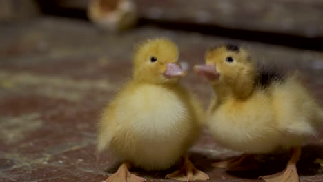 two cute little ducklings