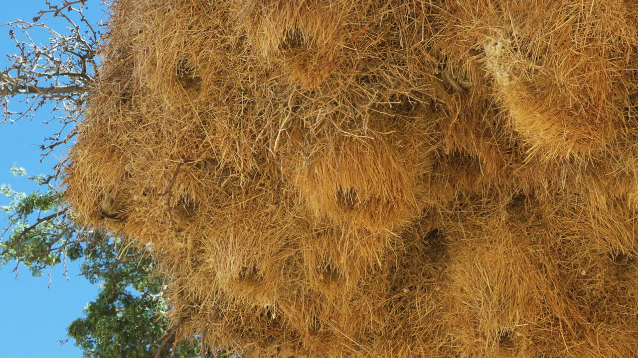Large communal nest of Sociable Weaver birds against a blue sky. Several birds are currently building the nest. Shot from below.