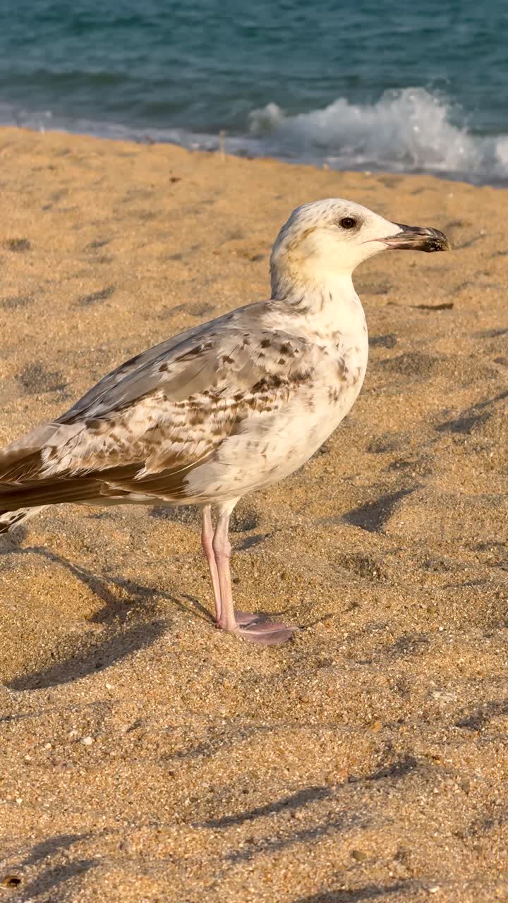 Portrait-oriented shot of seagull foreground with sea