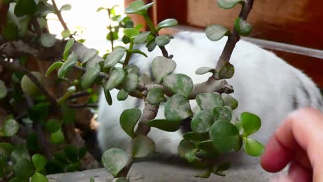 A-pet-bunny-rabbit-outdoors-hiding-behind-a-plant