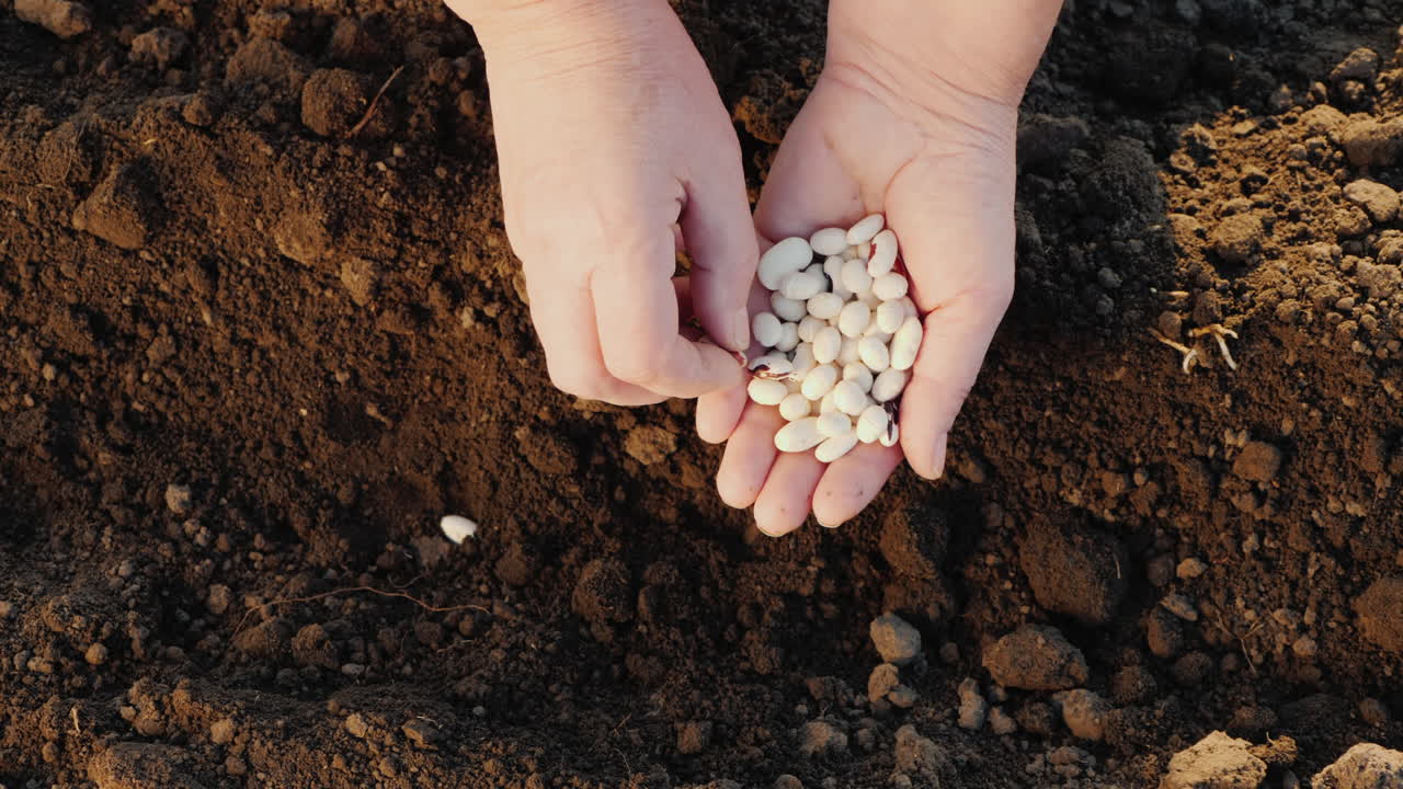 농부는 정원에서 자신의 분야에서 곡물을 심습니다.