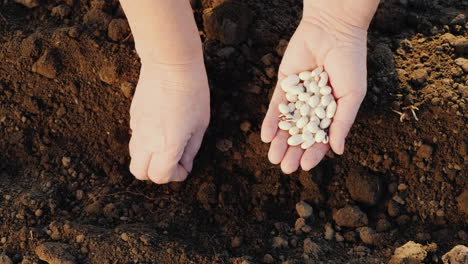 Ein-Bauer-Pflanzt-Bei-Seiner-Feldarbeit-Im-Garten-Getreide-An