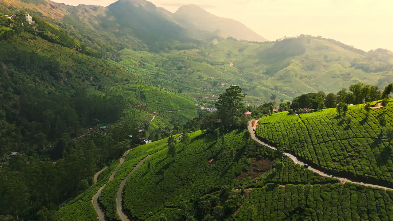 AERIAL Beautiful sunrise landscape with tea farms and mountains in Munnar, India