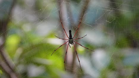 Golden-silk-orb-weaver-in-web-UHD-MP4-4k-Video-