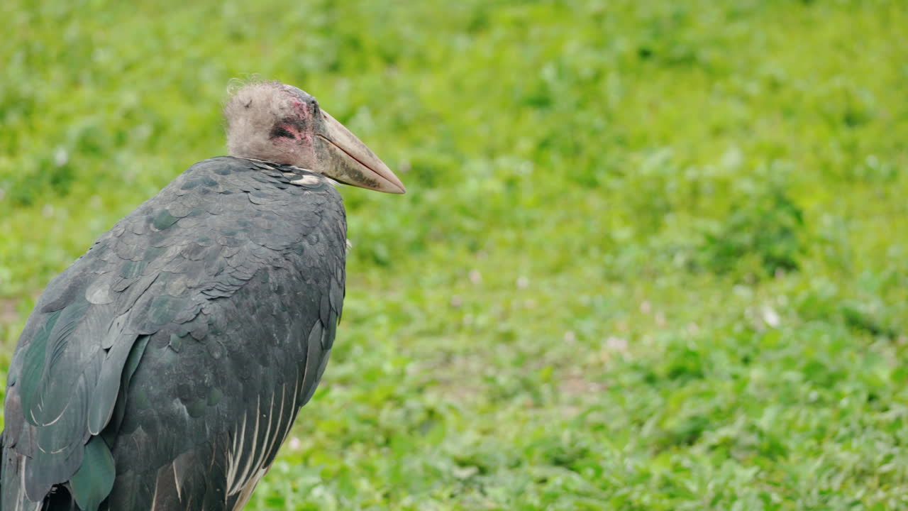 Marabou Stork in Grassy Field