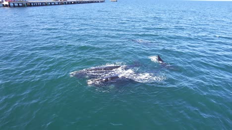 circular top view of the small pod of southern right whale and calf