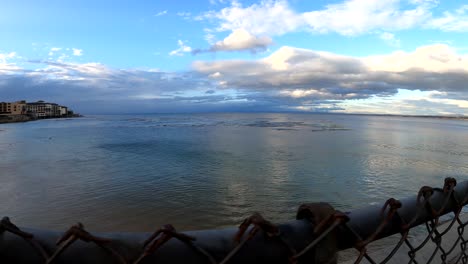 Monterey-Bay-wildlife