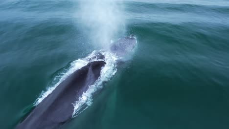 a large fin whales spouts in calm waters off the coast of orange county, california