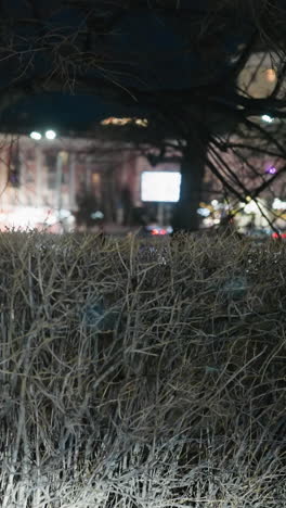 una vista cercana de los arbustos con un paisaje urbano nocturno borroso en el fondo, las luces de las calles y los edificios crean un brillo cálido, proyectando sombras
