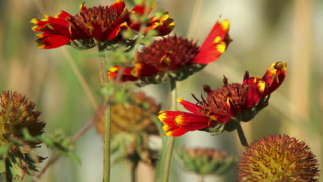 Honigbienen-Ernähren-Sich-Im-Sommer-Von-Indischen-Deckenblumen-Im-Garten