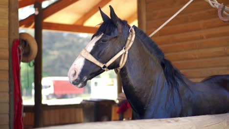 Vista-Lateral-Del-Hermoso-Caballo-Negro-Atado-Después-De-Bañarse-En-Un-Granero