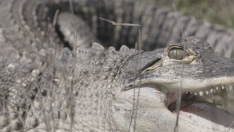 el cocodrilo salta en cámara lenta de cerca