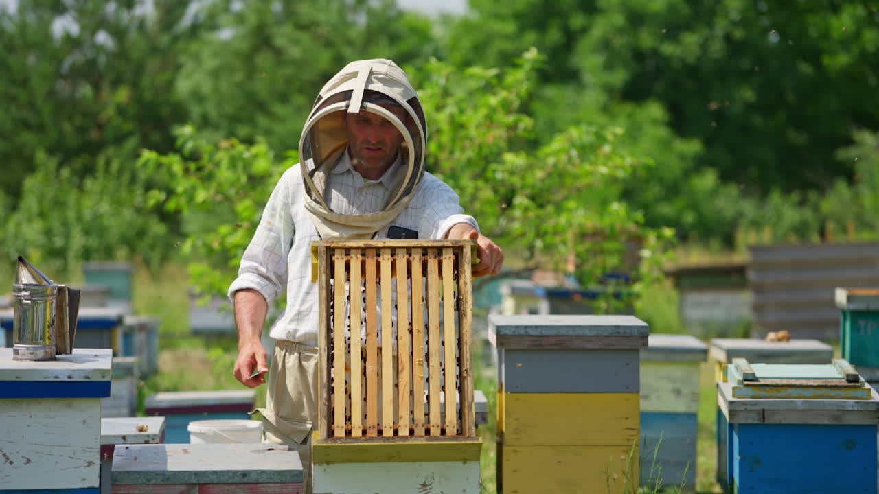 Mid-aged beekeeper lifts the upper part of a hive. Apiarist uses smoker to scare off the bees. Blurred nature backdrop.