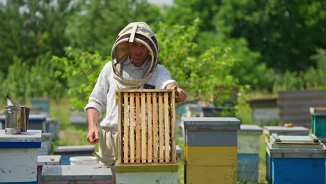 mid-aged beekeeper lifts the upper part of a hive. apiarist uses smoker to scare off the bees. blurred nature backdrop.