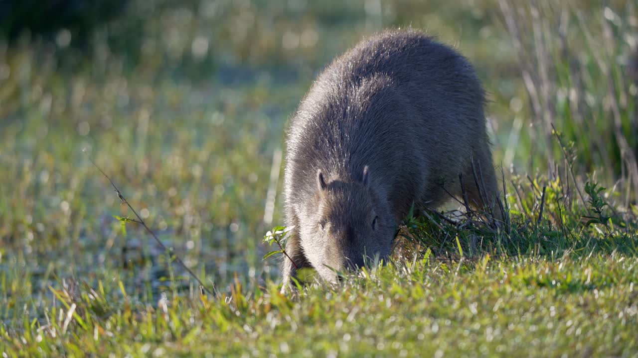 Capybara standing in profile, backlit by sun in green grass area, dark grey hair illuminated on wetland edge