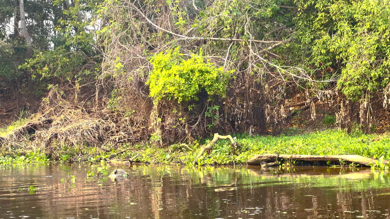 Serene River Scene in a Lush Tropical Jungle