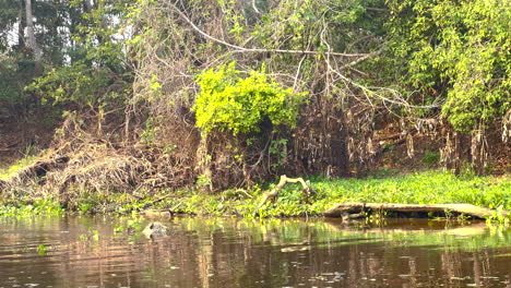 serene river scene in a lush tropical jungle