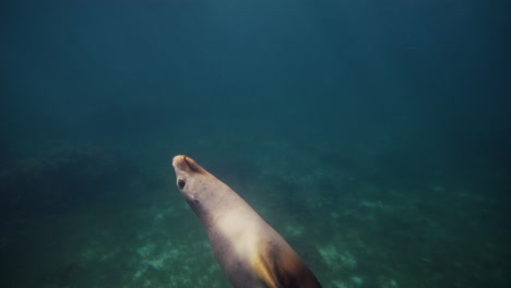 Sea lion glides in circles near rocky reef at Neptune Islands in slow graceful underwater shot