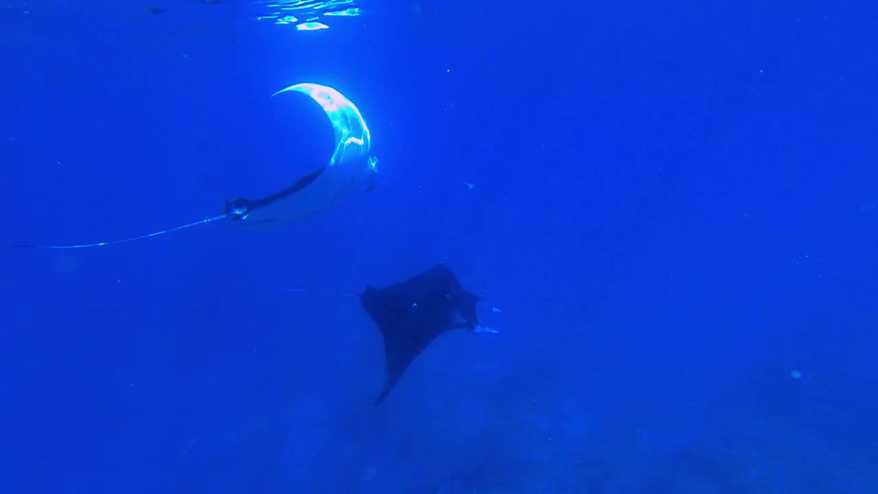 열대 바다에서 두 개의 장엄한 만타 가오리와 함께 스노클링을 하는 여성의 장엄한 수중 촬영