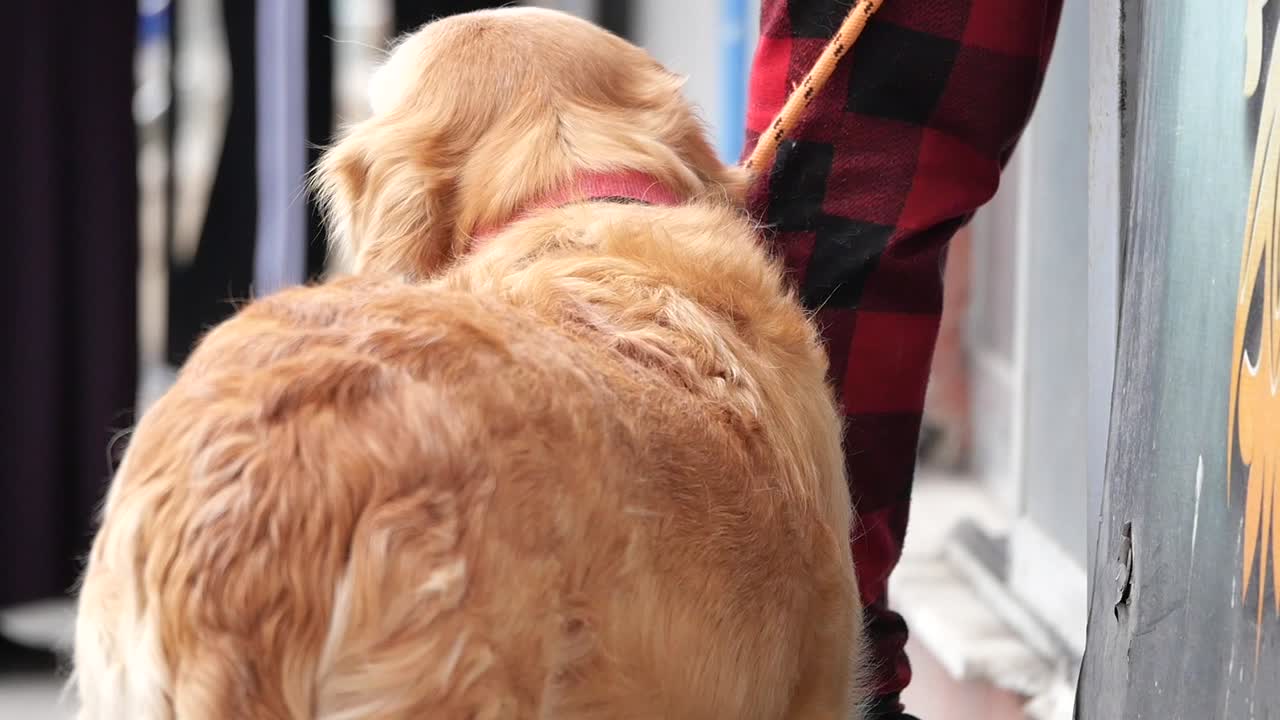 산책 하는 골든 리트리버