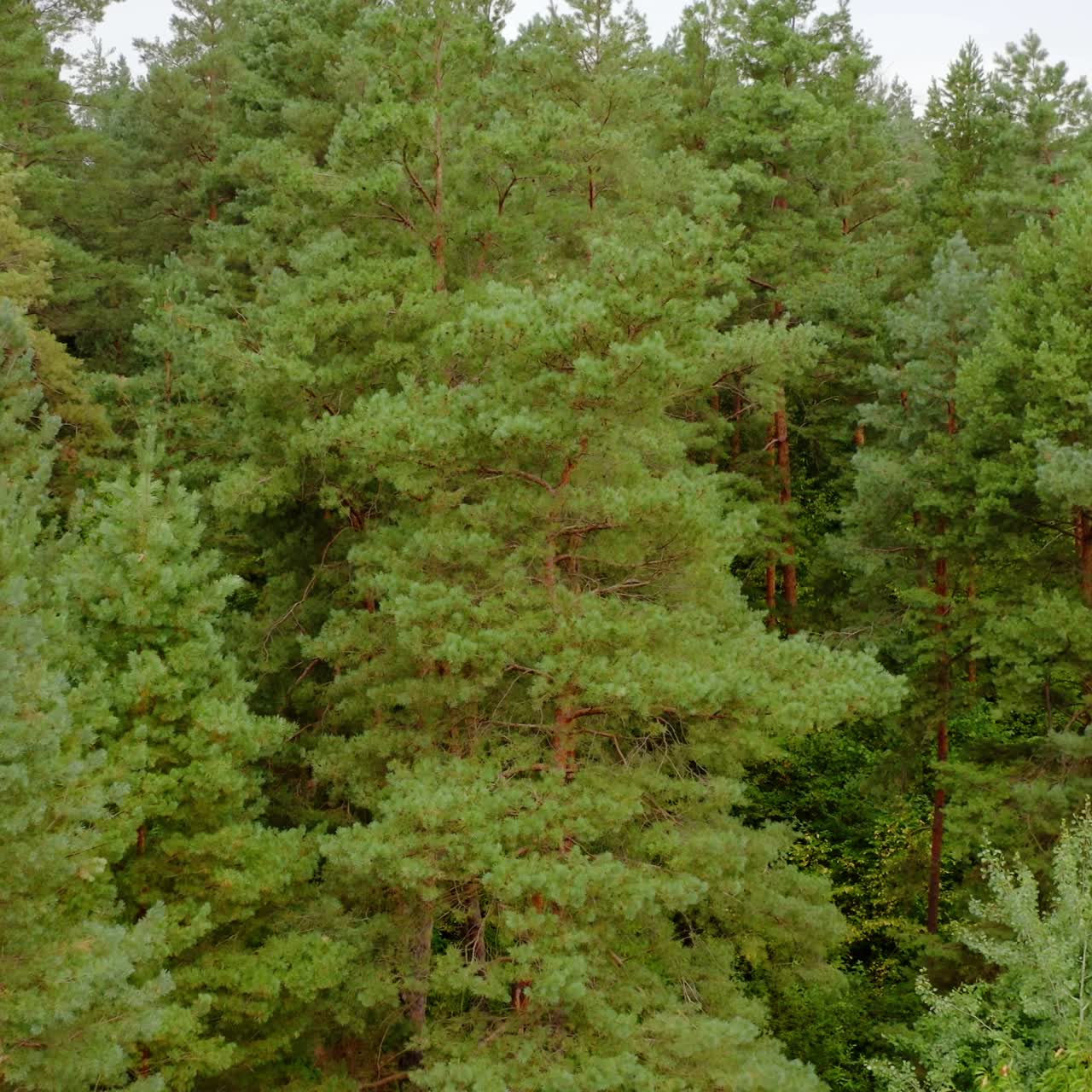 Pine trees in summer forest. Green nature background of a woodland. Flight among coniferous and deciduous trees.