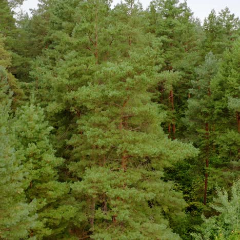 pine trees in summer forest. green nature background of a woodland. flight among coniferous and deciduous trees.