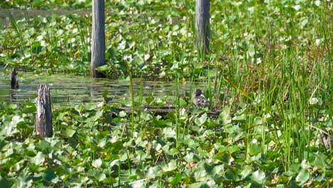Duck-Camouflaged-in-green-marsh-with-lily-pads-and-trees