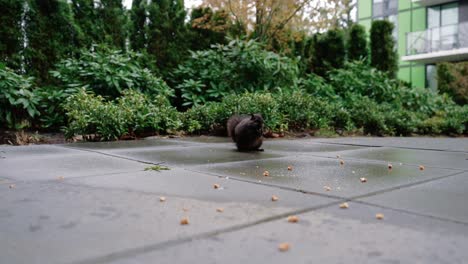 Niedliches-Eichhörnchen,-Das-Nüsse-Auf-Dem-Boden-Im-Hinterhof-Frisst