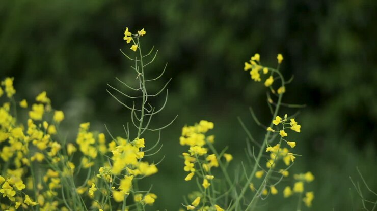 A field of rapeseed on a farm in Northern Ireland