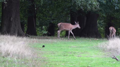 Grazing-Red-Deer-share-green-old-growth-forest-meadow-with-crows