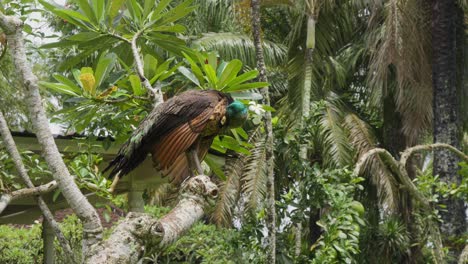 A-beautiful,-colorful-peacock-perched-on-a-branch-against-a-backdrop-of-green-leaves,-cleaning-its-feathers