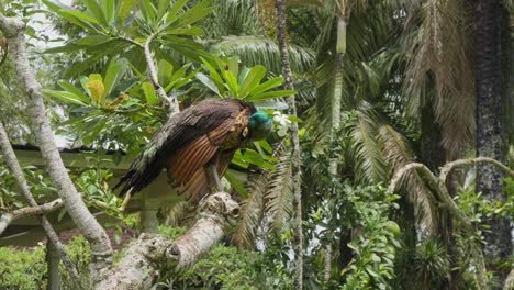 un hermoso pavo real colorido posado en una rama contra un telón de fondo de hojas verdes, limpiando sus plumas