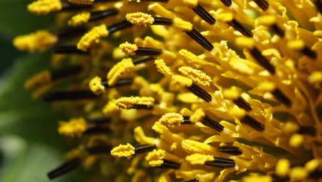 macro view of a sunflower's vibrant yellow center