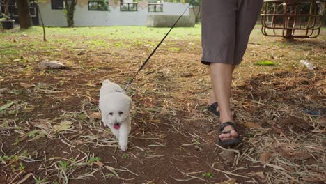 toy poodle on a leash walking with owner in a sunny park