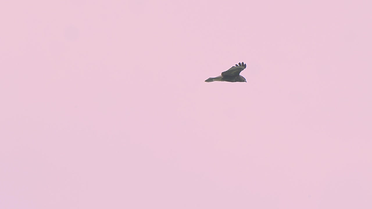 Ørn flyver og svæver i luften, slowmotion video