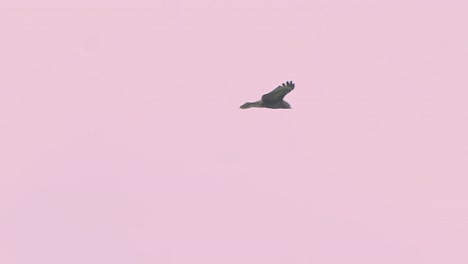 águila volando y flotando en el espacio video en cámara lenta