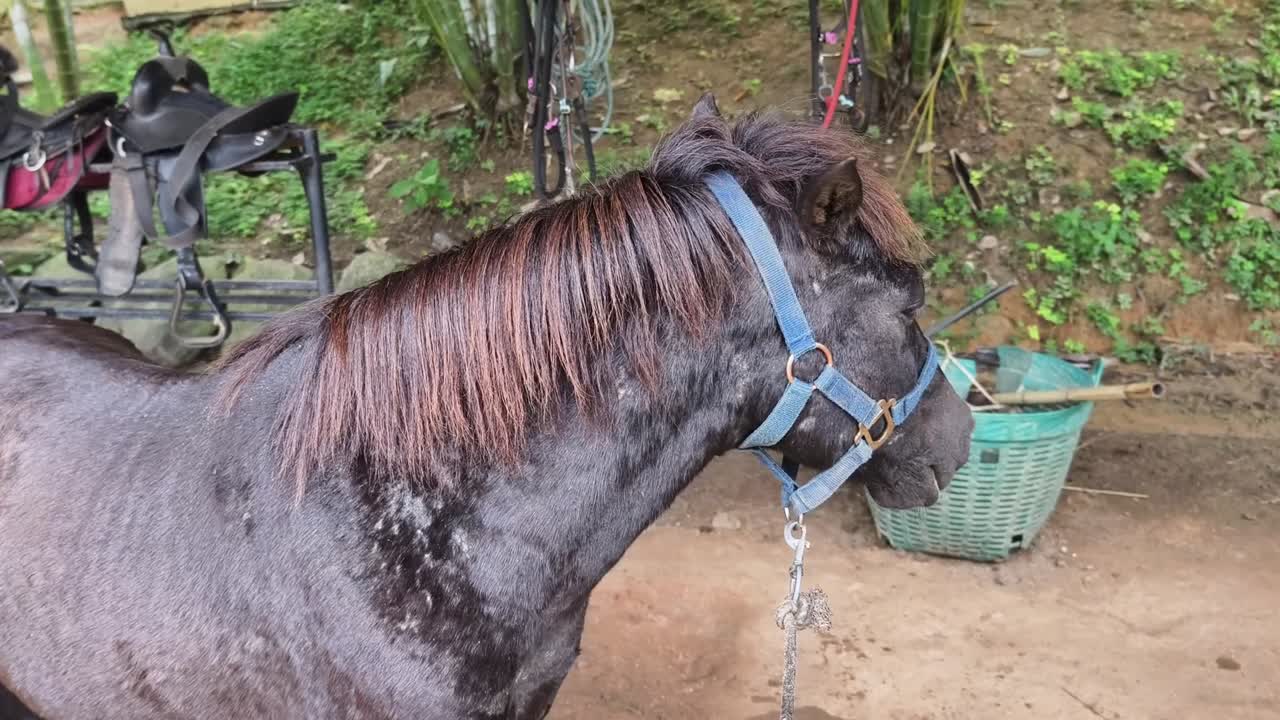 poni de color oscuro al aire libre