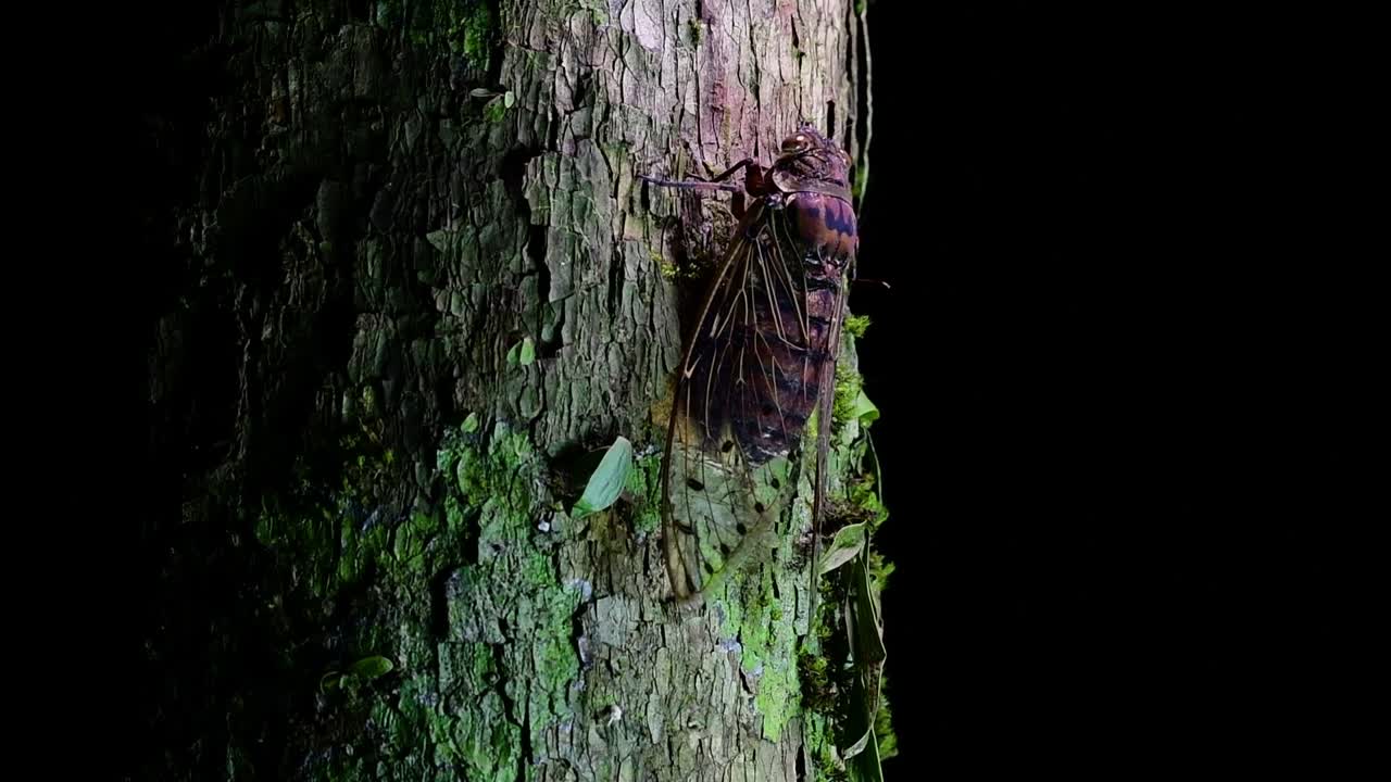 esta cigarra gigante trepando un árbol en la noche, megapomponia intermedia, encontrada en las selvas de tailandia