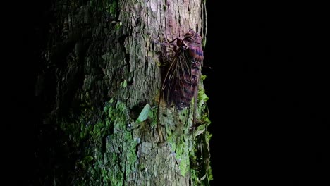 this giant cicada climbing a tree in the night, megapomponia intermedia, found in the jungles of thailand